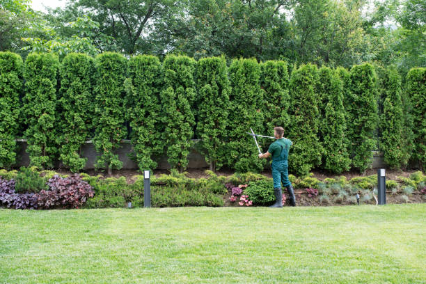 Best Lawn Maintenance Plans  in Marion, PA