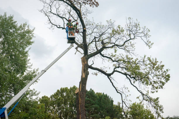 Best Emergency Tree Removal  in Marion, PA