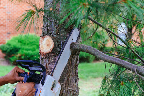 Why Choose Our Tree Removal Services in Marion, PA?